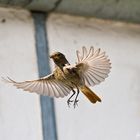 Abgebremst (Hausrotschwanzweibchen )