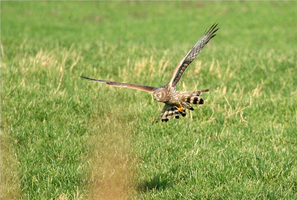 Abgebremster Suchflug