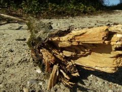 abgebrochener Ast im Sand