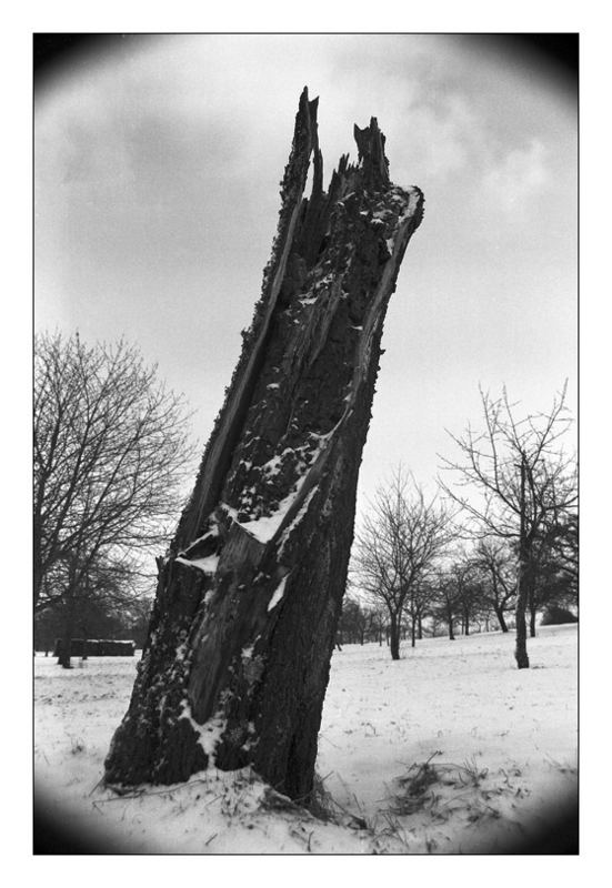 Abgebrochener Baum