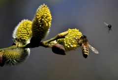 Abgebrochener Landeanflug