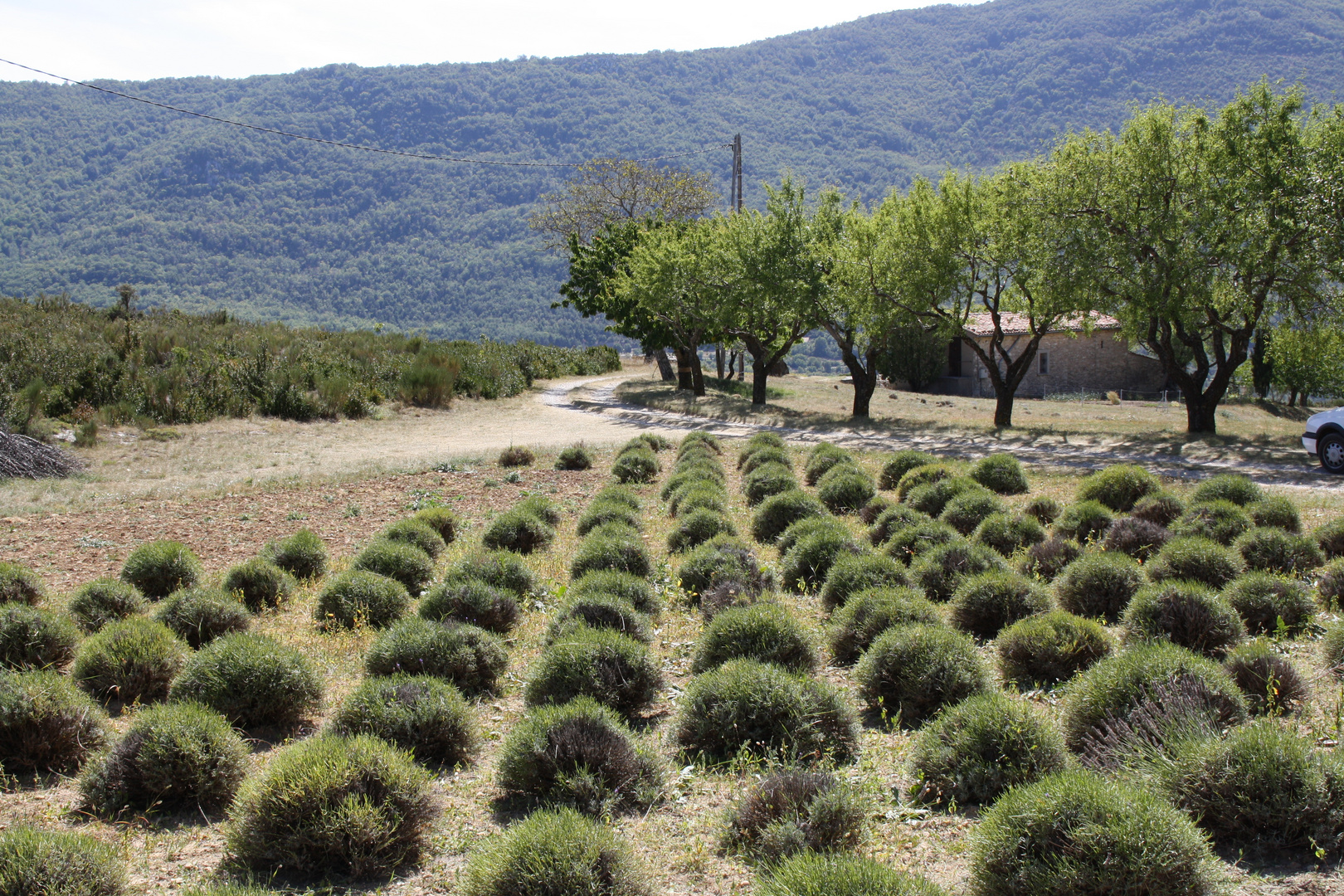 Abgeerntes Lavendelfeld in der Provence