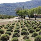 Abgeerntes Lavendelfeld in der Provence