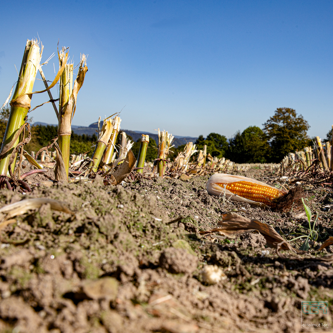 abgeerntet Foto & Bild natur, herbst, landschaft Bilder auf