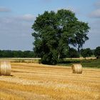 Abgeerntet im Münsterland.