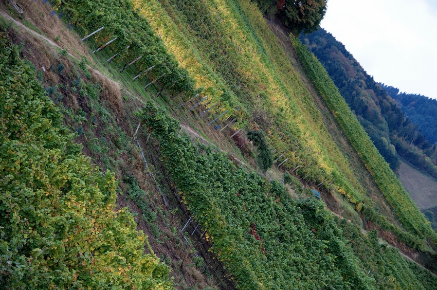 Abgeerntet schon sind die Trauben / wann endlich, göttlicher Wein, bist Du reif für meinen Schlund