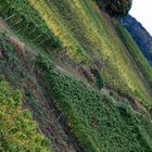 Abgeerntet schon sind die Trauben / wann endlich, göttlicher Wein, bist Du reif für meinen Schlund