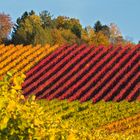 Abgeernteter Weinberg bei Stuttgart