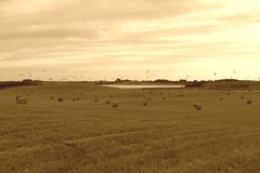 Abgeerntetes Feld auf Fünen Mitte September