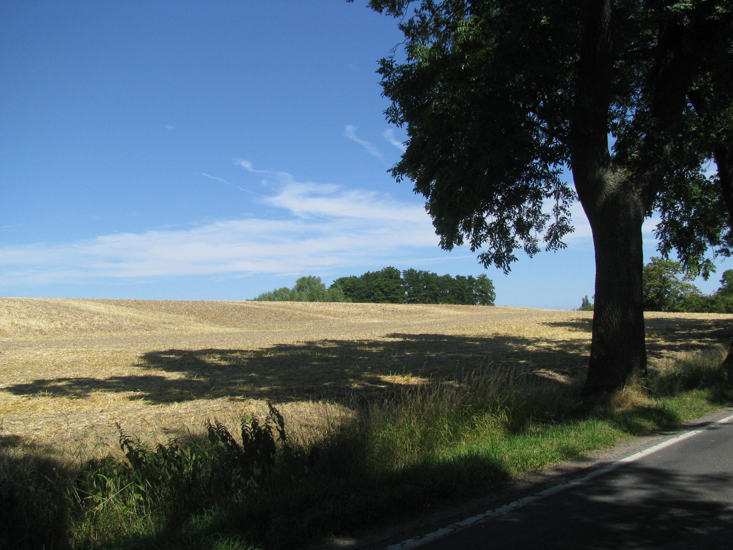 Abgeerntetes Feld bei Warstorf (NWM)