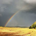 Abgeerntetes Kornfeld