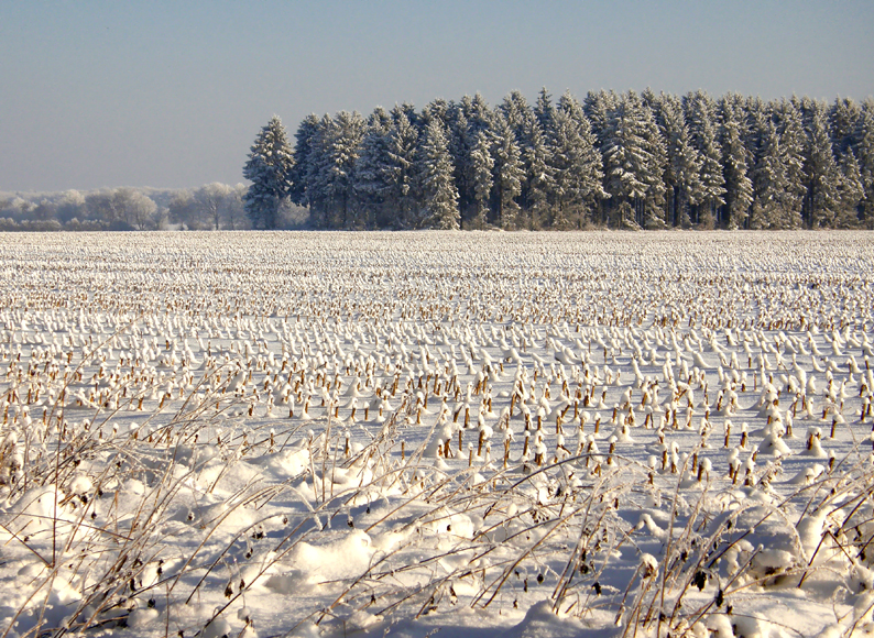 Abgeerntetes Maisfeld