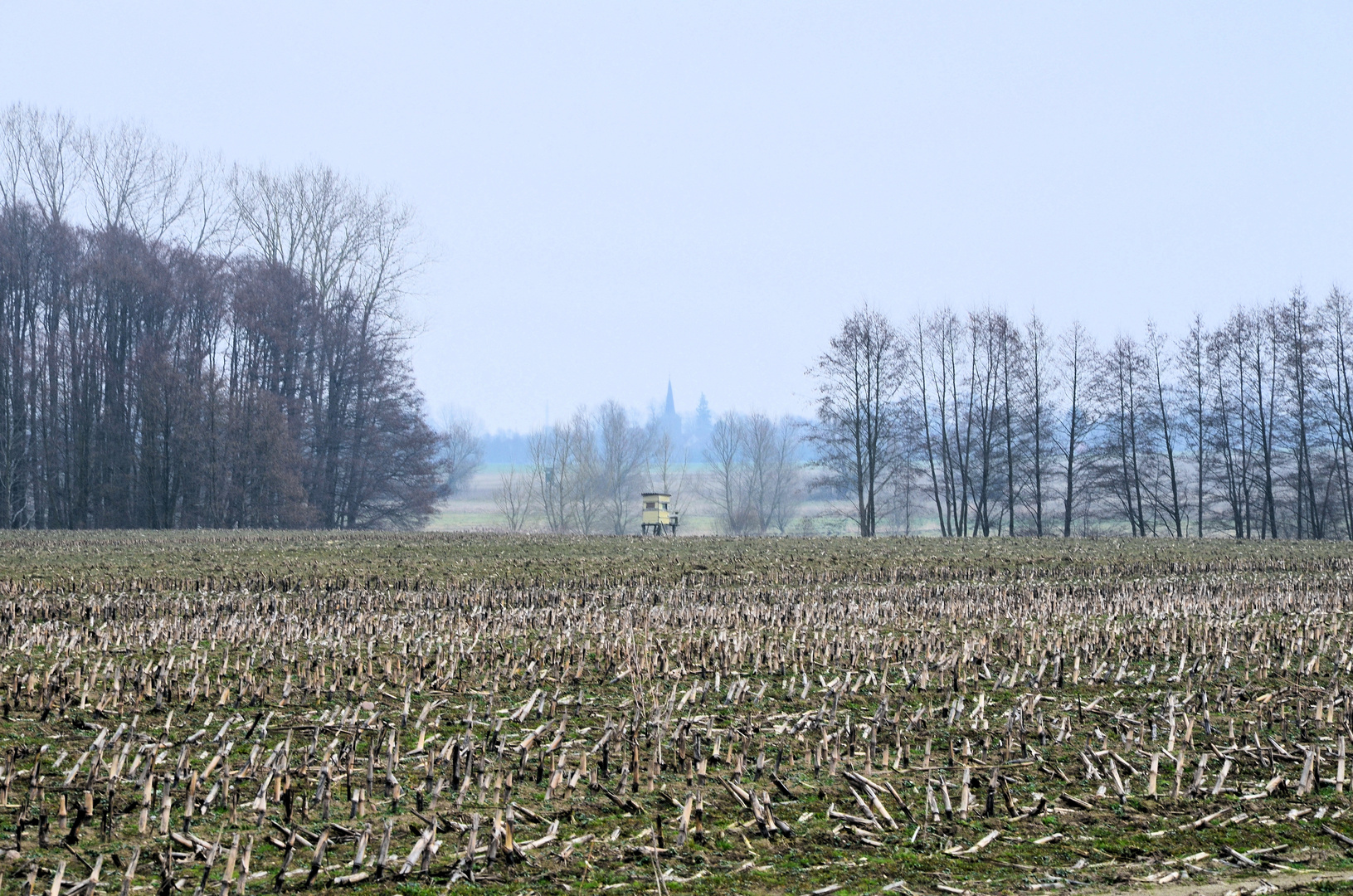 Abgeerntetes Maisfeld im nächsten Frühjahr