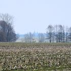 Abgeerntetes Maisfeld im nächsten Frühjahr