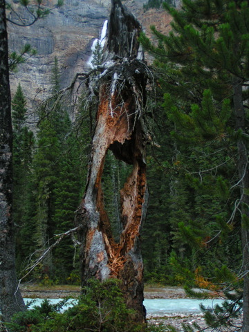 Abgefackelter Baum in den kanadischen Rockies