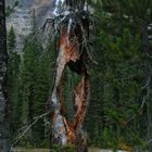 Abgefackelter Baum in den kanadischen Rockies