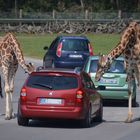 Abgefahren - Die Leben In Blechdosen!