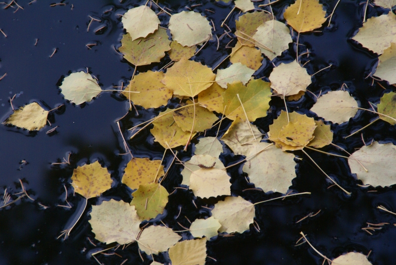 Abgefallen und eingefroren