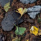 abgefallene Gingko Blätter