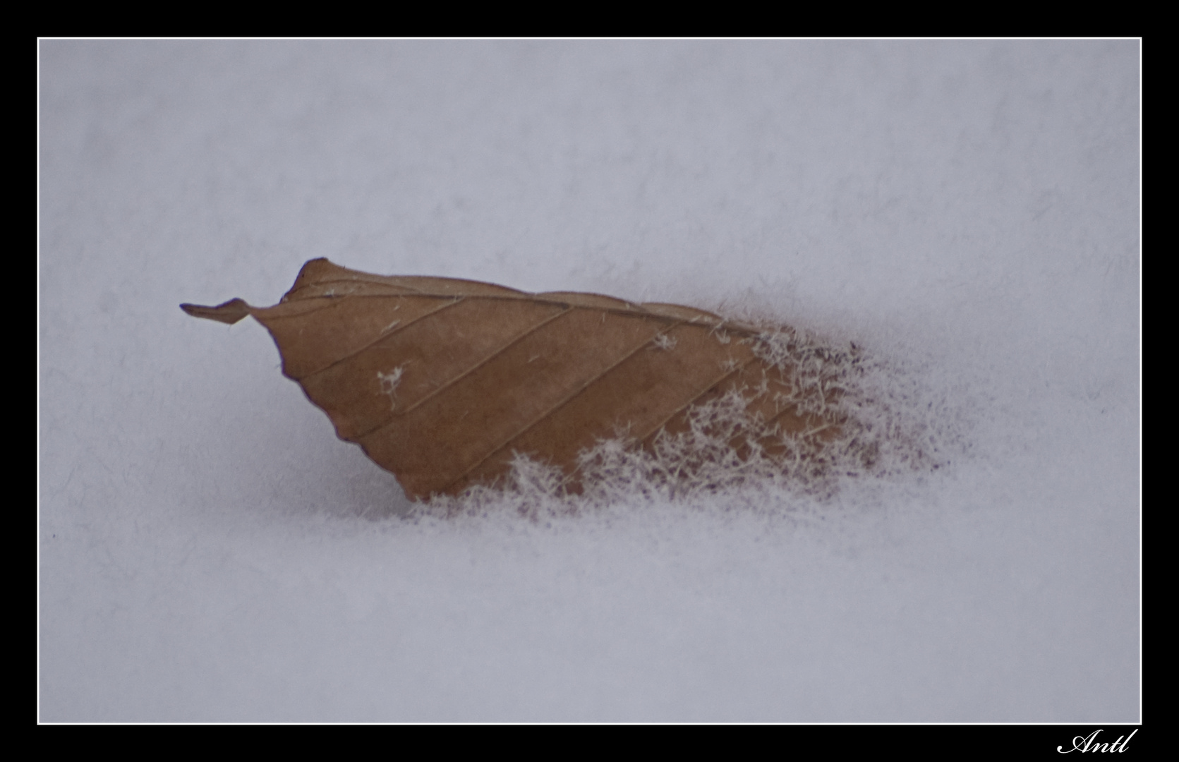 Abgefallenes Blatt im Schnee