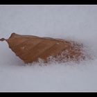 Abgefallenes Blatt im Schnee