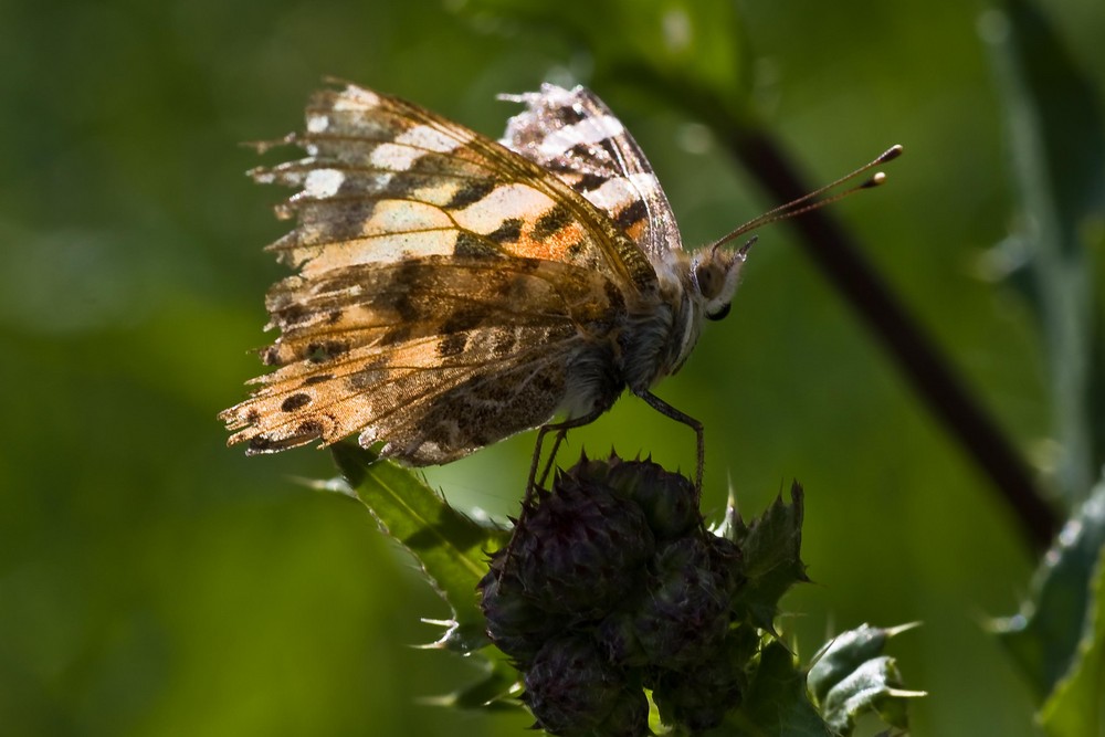 "Abgeflogener" Distelfalter