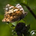 "Abgeflogener" Distelfalter