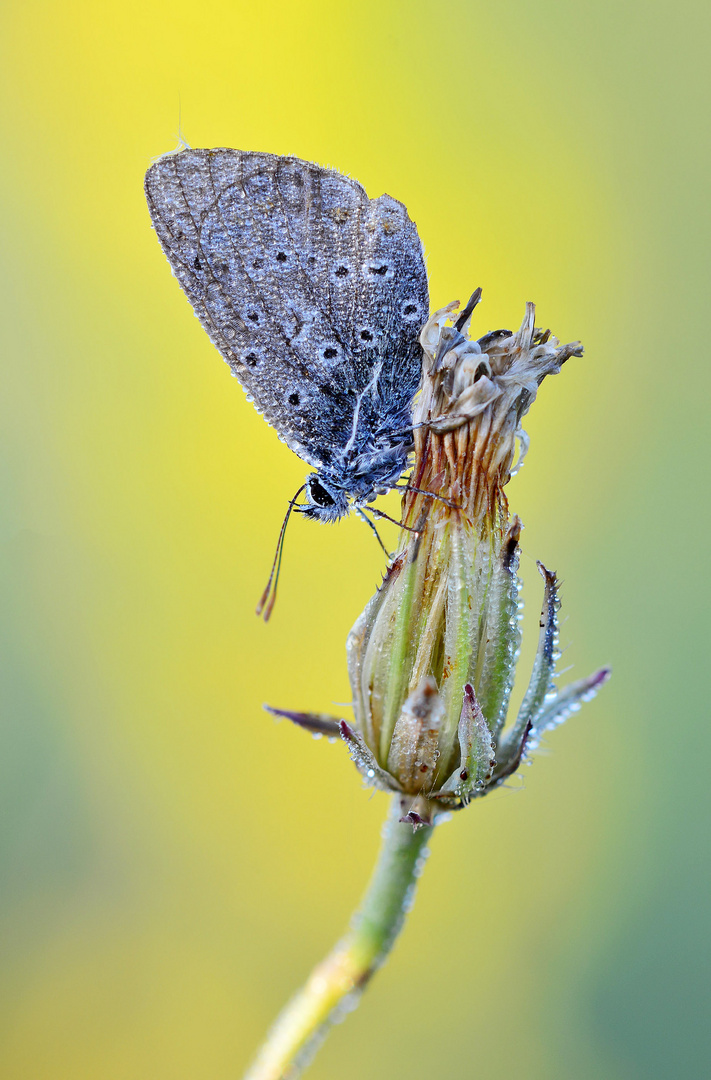 Abgeflogener Hauhechel-Bläuling / Polyommatus icarus (ND)