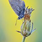 Abgeflogener Hauhechel-Bläuling / Polyommatus icarus (ND)