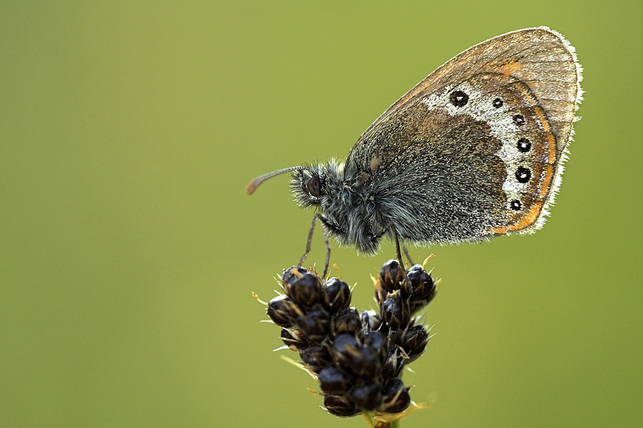 abgeflogenes Alpen-Wiesenvögelchen (Coenonympha gardetta).