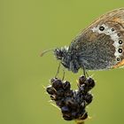 abgeflogenes Alpen-Wiesenvögelchen (Coenonympha gardetta).