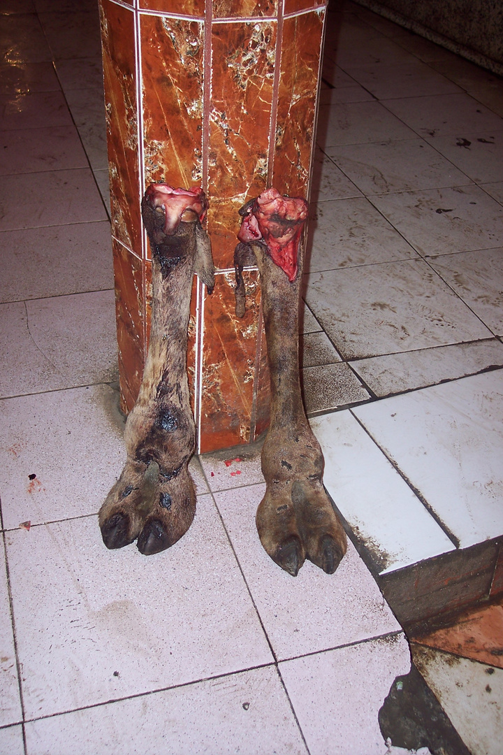 Abgehackte Kamelbeine, Camel's legs severed