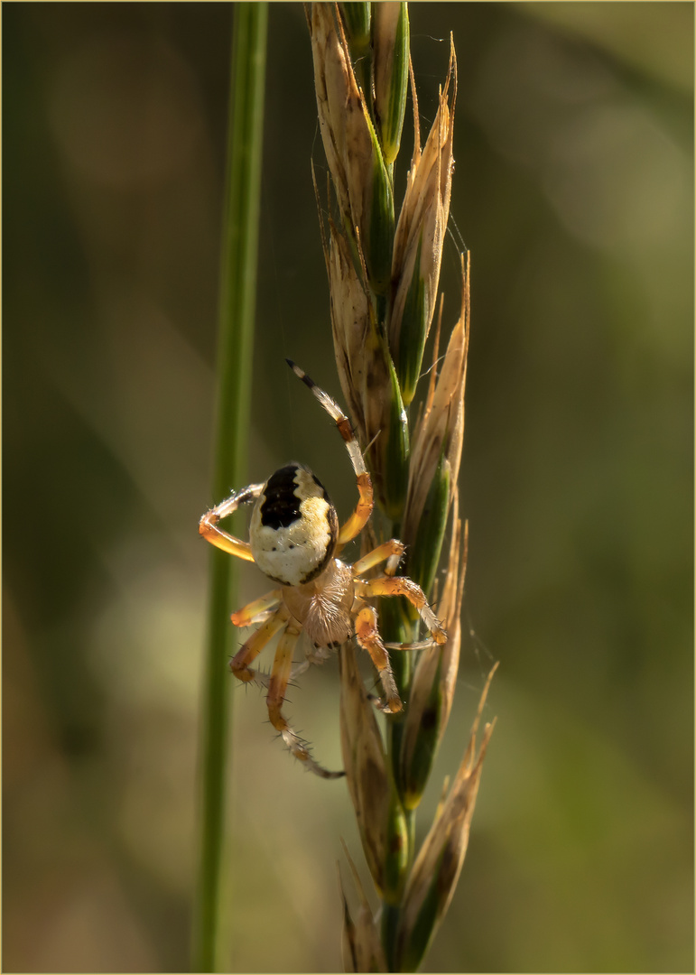 abgehängt - die Marmorierte Kreuzspinne - marmoreus pyramidatus