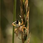 abgehängt - die Marmorierte Kreuzspinne - marmoreus pyramidatus