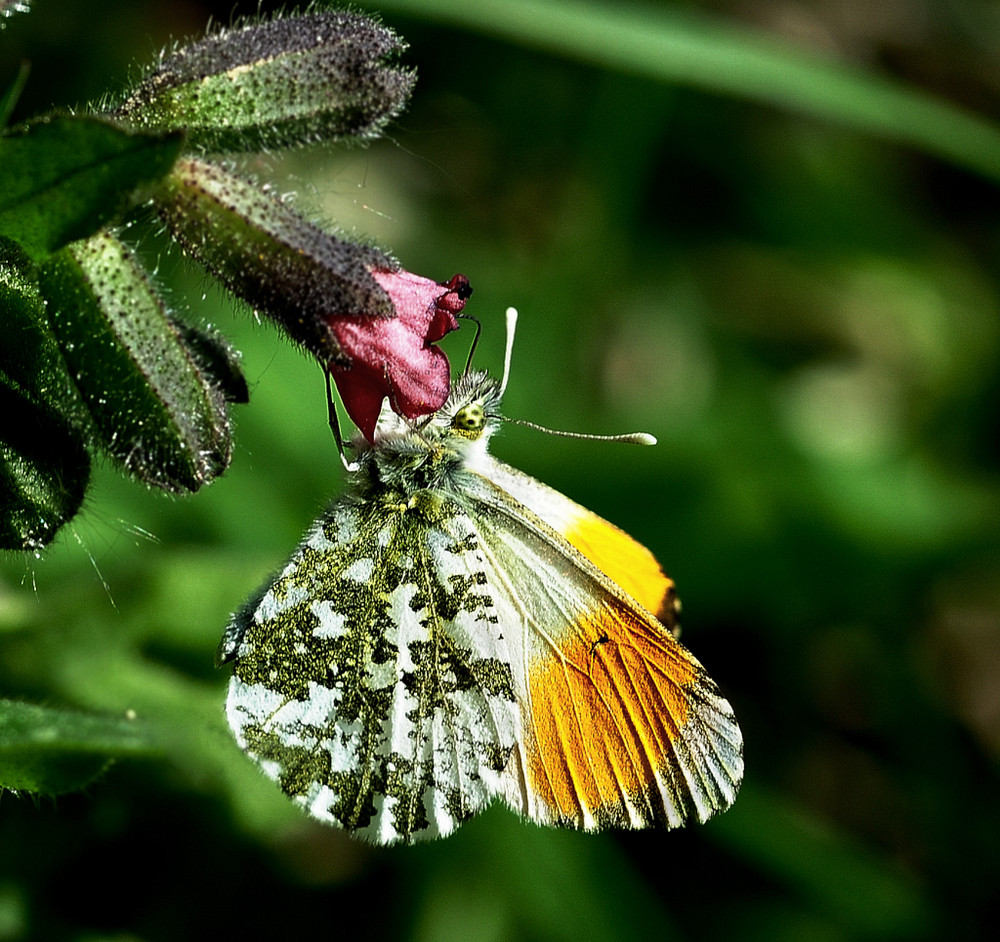 abgehängter flattermann