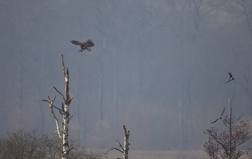 Abgehauen