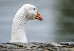 "ABGEHAUENE GANS"