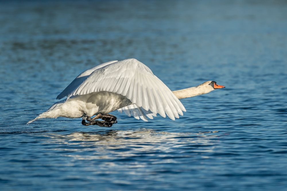 Abgehobener Schwan