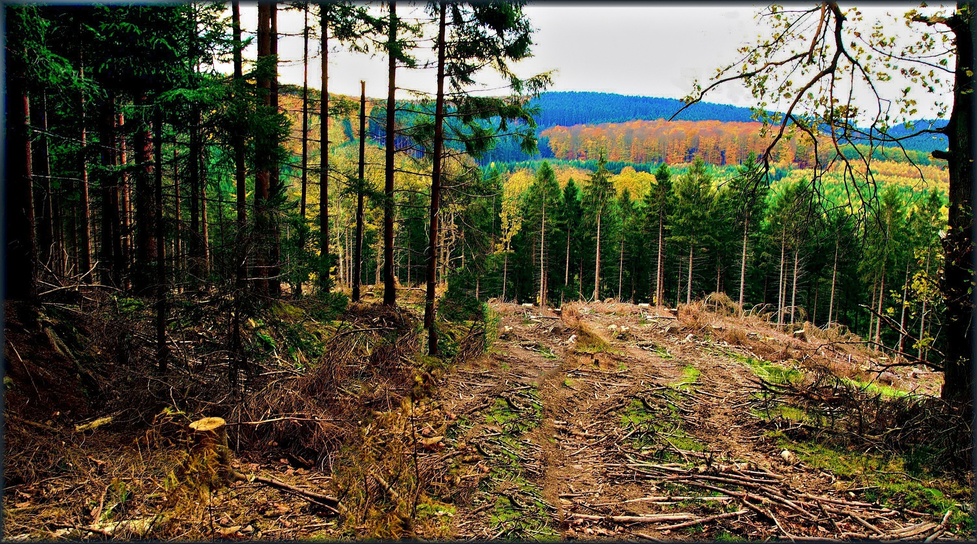 Abgeholzte Waldfläche