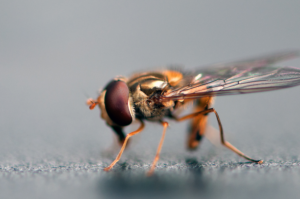 Abgeknickte Schwebfliege