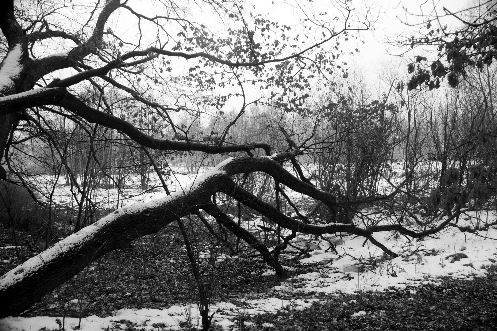 abgeknickter Baum