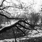 abgeknickter Baum