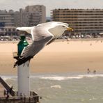 Abgelegt vom Hafen Calais