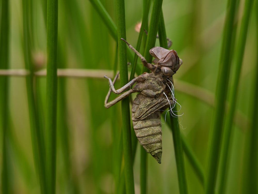 Abgelegtes Hemd