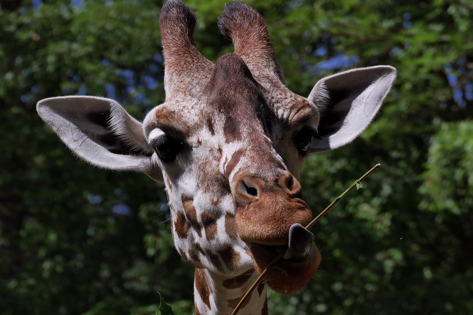 abgelekt ......................... Giraffe .................