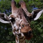 abgelekt ......................... Giraffe .................