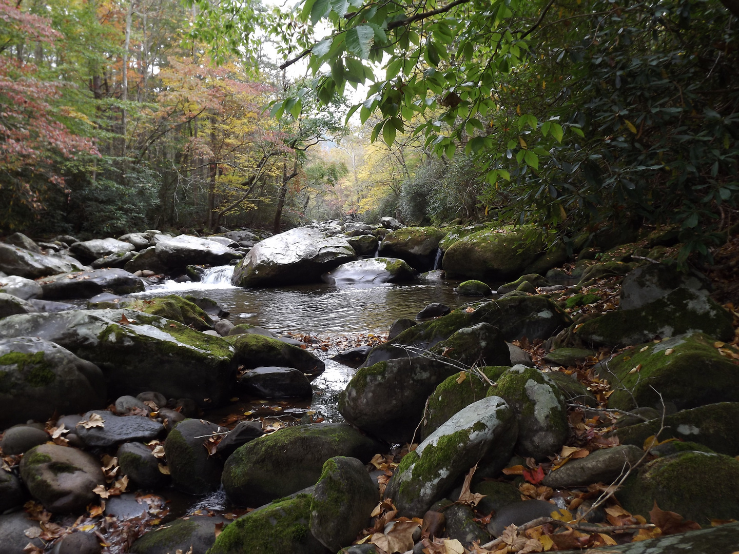 Abgelener Bachlauf in den Smoky Mountains