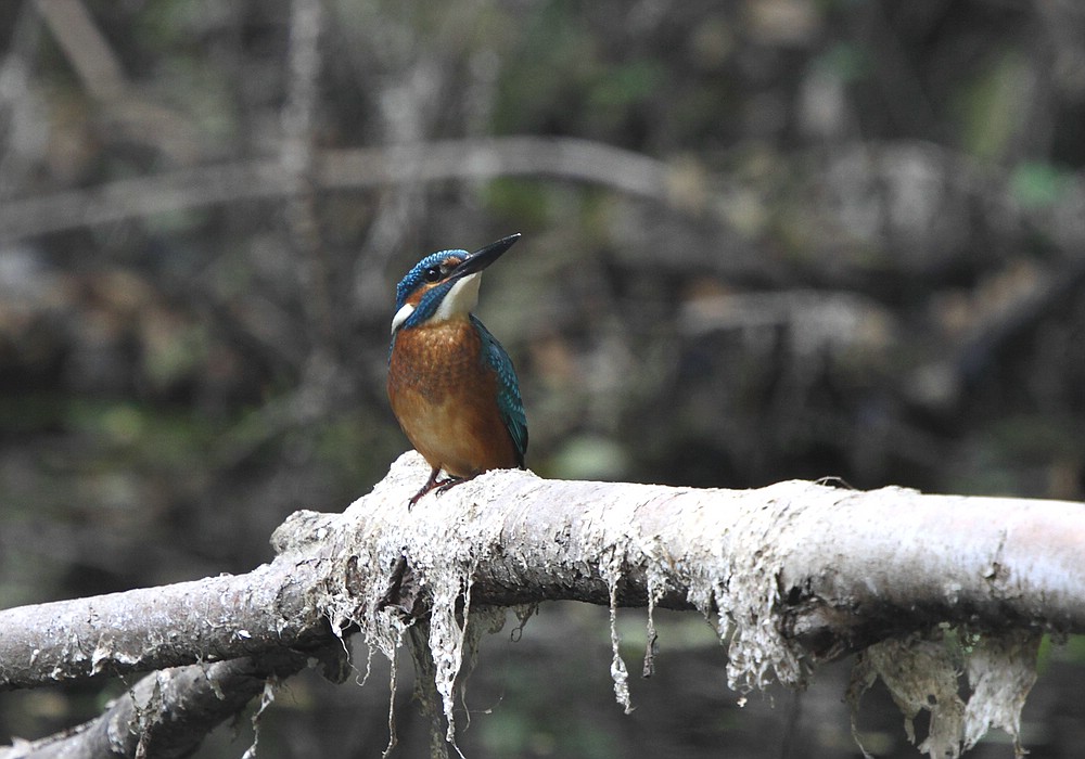 Abgelenkter Eisvogel