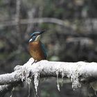 Abgelenkter Eisvogel