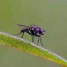 Abgemagerte Fliege auf Sibierischem Blaubeerblatt